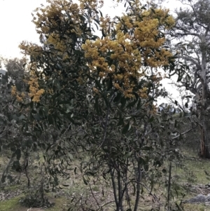 Acacia pycnantha at O'Malley, ACT - 17 Sep 2021 05:30 PM