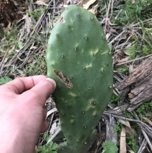 Opuntia stricta at O'Malley, ACT - 17 Sep 2021 05:29 PM