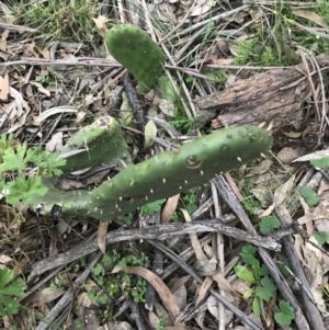 Opuntia stricta at O'Malley, ACT - 17 Sep 2021 05:29 PM