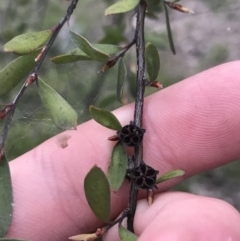 Leptospermum myrtifolium (Myrtle Teatree) at Mount Mugga Mugga - 17 Sep 2021 by Tapirlord