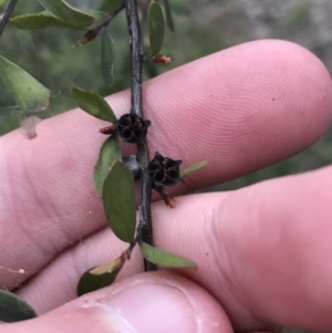 Leptospermum myrtifolium at O'Malley, ACT - 17 Sep 2021