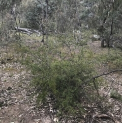 Leptospermum myrtifolium at O'Malley, ACT - 17 Sep 2021
