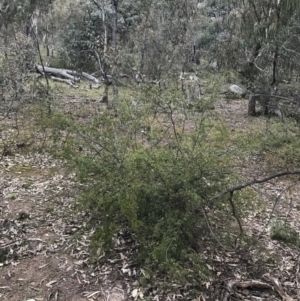 Gaudium brevipes at O'Malley, ACT - 17 Sep 2021