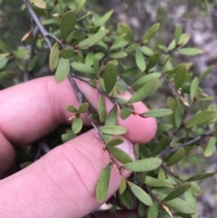 Gaudium brevipes at O'Malley, ACT - 17 Sep 2021