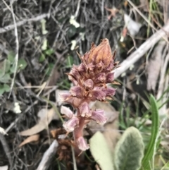 Orobanche minor (Broomrape) at Symonston, ACT - 17 Sep 2021 by Tapirlord