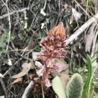 Orobanche minor (Broomrape) at Mount Mugga Mugga - 17 Sep 2021 by Tapirlord