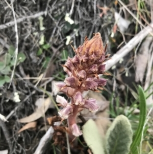 Orobanche minor at Symonston, ACT - 17 Sep 2021 05:12 PM