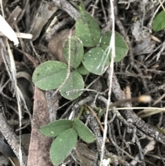 Grona varians (Slender Tick-Trefoil) at Mount Mugga Mugga - 17 Sep 2021 by Tapirlord