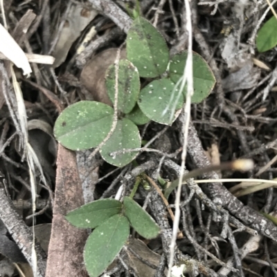 Grona varians (Slender Tick-Trefoil) at Mount Mugga Mugga - 17 Sep 2021 by Tapirlord