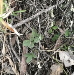 Grona varians at Symonston, ACT - 17 Sep 2021 05:12 PM