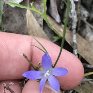 Wahlenbergia sp. at Symonston, ACT - 17 Sep 2021