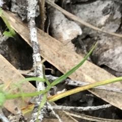 Wahlenbergia sp. at Symonston, ACT - 17 Sep 2021