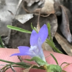Wahlenbergia sp. at Symonston, ACT - 17 Sep 2021
