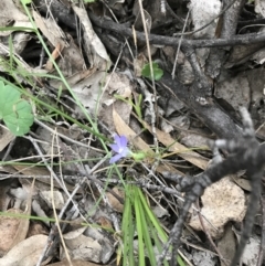 Wahlenbergia sp. at Symonston, ACT - 17 Sep 2021