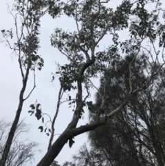 Eucalyptus albens (White Box) at Mount Mugga Mugga - 17 Sep 2021 by Tapirlord