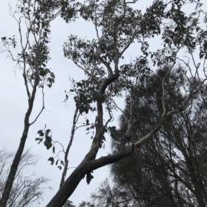 Eucalyptus albens at Mount Mugga Mugga - 17 Sep 2021