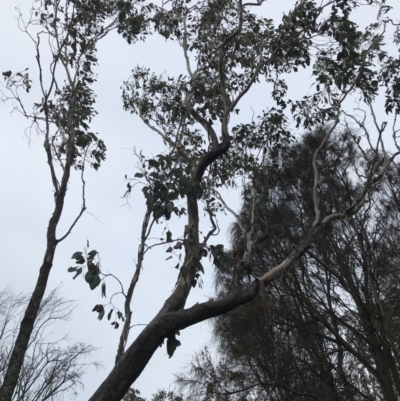 Eucalyptus albens (White Box) at Mount Mugga Mugga - 17 Sep 2021 by Tapirlord