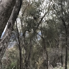 Eucalyptus albens at Symonston, ACT - 17 Sep 2021