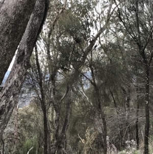 Eucalyptus albens at Mount Mugga Mugga - 17 Sep 2021 05:05 PM