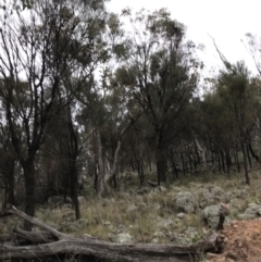 Eucalyptus albens at Mount Mugga Mugga - 17 Sep 2021