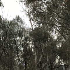 Eucalyptus albens at Mount Mugga Mugga - 17 Sep 2021 05:05 PM