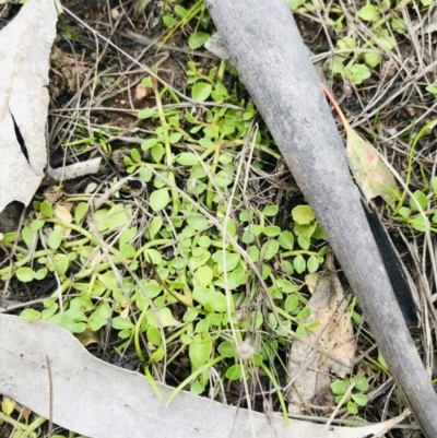 Isotoma fluviatilis subsp. australis (Swamp Isotome) at Mount Mugga Mugga - 17 Sep 2021 by Tapirlord