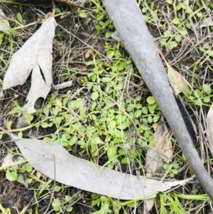 Isotoma fluviatilis subsp. australis at Symonston, ACT - 17 Sep 2021