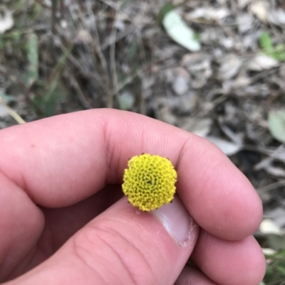 Craspedia variabilis (Common Billy Buttons) at Mount Mugga Mugga - 17 Sep 2021 by Tapirlord