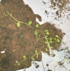 Unverified Other Fresh Water Plant at Garran, ACT - 17 Sep 2021 by Tapirlord