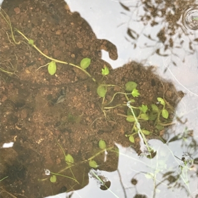 Unverified Other Fresh Water Plant at Garran, ACT - 17 Sep 2021 by Tapirlord
