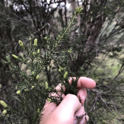 Melaleuca parvistaminea (Small-flowered Honey-myrtle) at Mount Mugga Mugga - 17 Sep 2021 by Tapirlord