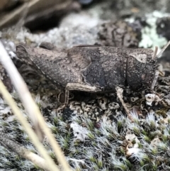 Cirphula pyrrhocnemis (Variable Cirphula) at Mount Mugga Mugga - 17 Sep 2021 by Tapirlord