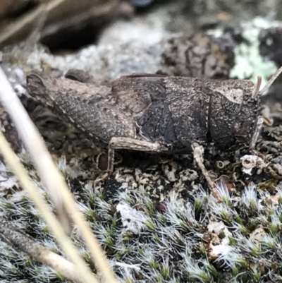 Cirphula pyrrhocnemis (Variable Cirphula) at Mount Mugga Mugga - 17 Sep 2021 by Tapirlord