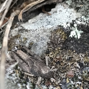 Cirphula pyrrhocnemis at Garran, ACT - 17 Sep 2021