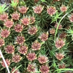 Polytrichaceae sp. (family) (A moss) at Garran, ACT - 17 Sep 2021 by Tapirlord
