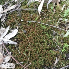 Polytrichaceae sp. (family) at Garran, ACT - 17 Sep 2021