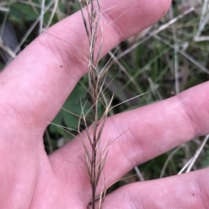 Aristida ramosa at Garran, ACT - 17 Sep 2021 04:26 PM