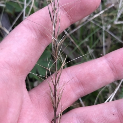 Aristida ramosa (Purple Wire Grass) at Garran, ACT - 17 Sep 2021 by Tapirlord