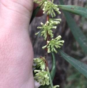 Hakea eriantha at Garran, ACT - 17 Sep 2021