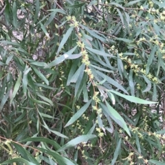 Hakea eriantha at Garran, ACT - 17 Sep 2021