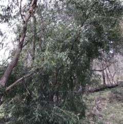 Hakea eriantha at Garran, ACT - 17 Sep 2021