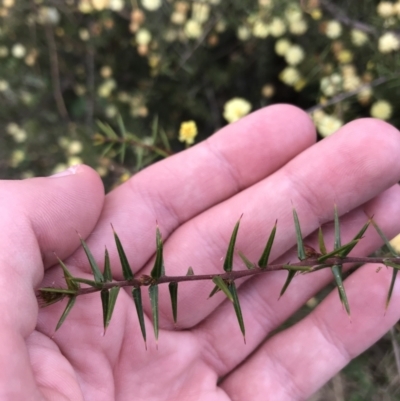 Acacia ulicifolia (Prickly Moses) at Mount Mugga Mugga - 17 Sep 2021 by Tapirlord