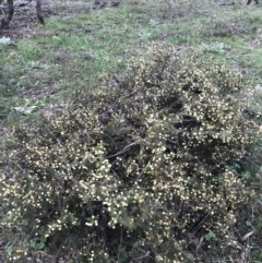 Acacia ulicifolia at Garran, ACT - 17 Sep 2021 04:18 PM