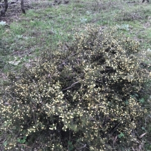 Acacia ulicifolia at Garran, ACT - 17 Sep 2021 04:18 PM