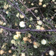 Acacia ulicifolia at Garran, ACT - 17 Sep 2021 04:18 PM