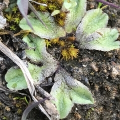 Riccia sp. (genus) (Liverwort) at Mount Mugga Mugga - 17 Sep 2021 by Tapirlord