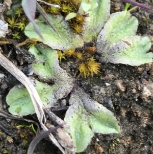 Riccia sp. (genus) at Garran, ACT - 17 Sep 2021 04:17 PM