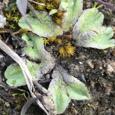 Riccia sp. (genus) (Liverwort) at Garran, ACT - 17 Sep 2021 by Tapirlord