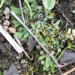 Riccia subbifurca (Liverwort) at Mount Mugga Mugga - 17 Sep 2021 by Tapirlord