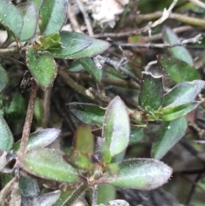 Opercularia hispida at O'Malley, ACT - 17 Sep 2021 04:15 PM